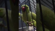 Попугаи любят острую еду? Индийские попугаи едят зеле?