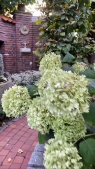 #annabelle #гортензія #flowers #гортензия #hydrangea #shorts #arborescens #сад