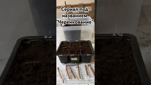 Черенкование в домашних условиях)