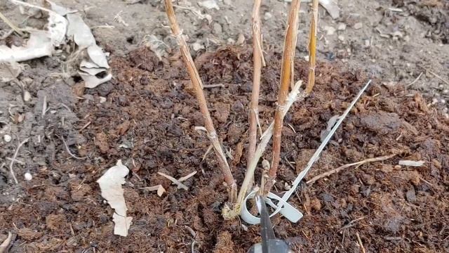 Обрезка карликовой древовидной гортензии BellaRagazza Blanchet