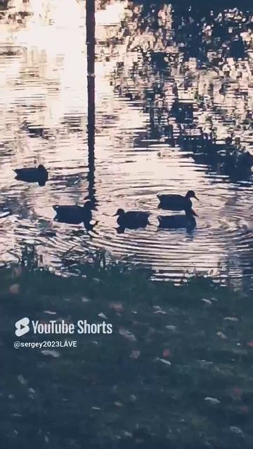Уточки местные житель  парке 🐥🐤🦤🦆# против уничтожение природы # против охоты