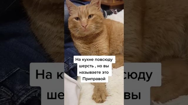 Наш TG https://t.me/liveofcats