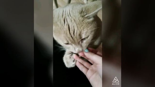 А ваши коты едят фасоль?