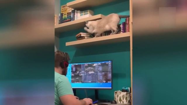 Приколы с котами! Смешные коты с ОЗВУЧКОЙ! СМЕШНЫЕ ЖИВОТНЫЕ 2022! Попробуй не засмеяться!