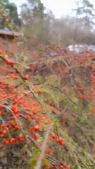 Почему на этом деревце уже есть ягоды🍇?#nature #shortvideo #short