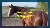 Пока впереди еще немного праздников, предлагаем ЧЕЛЛЕНДЖ: