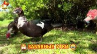 Забавные утки мускусные и пекинские на свободном выгуле ч.(2) ❣️🤗😂