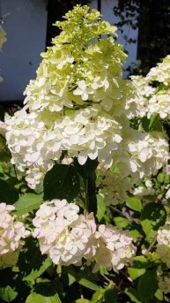 Главный конкурент Самарской Лидии