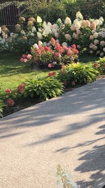 Самые красивые метельчатые гортензии#garden #hydrangea #горте