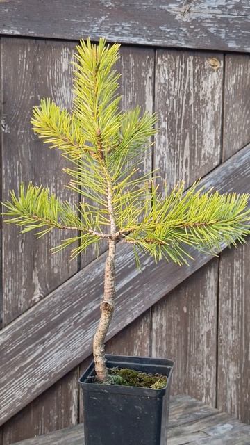 Pinus silvestris Aurea Сосна обыкновенная Аурея #3