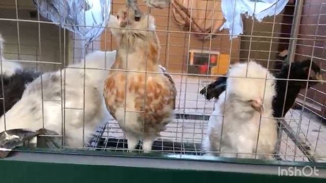 Цыплята эйленбартов и шелковых китайских кур в Иркутске. Продажа.