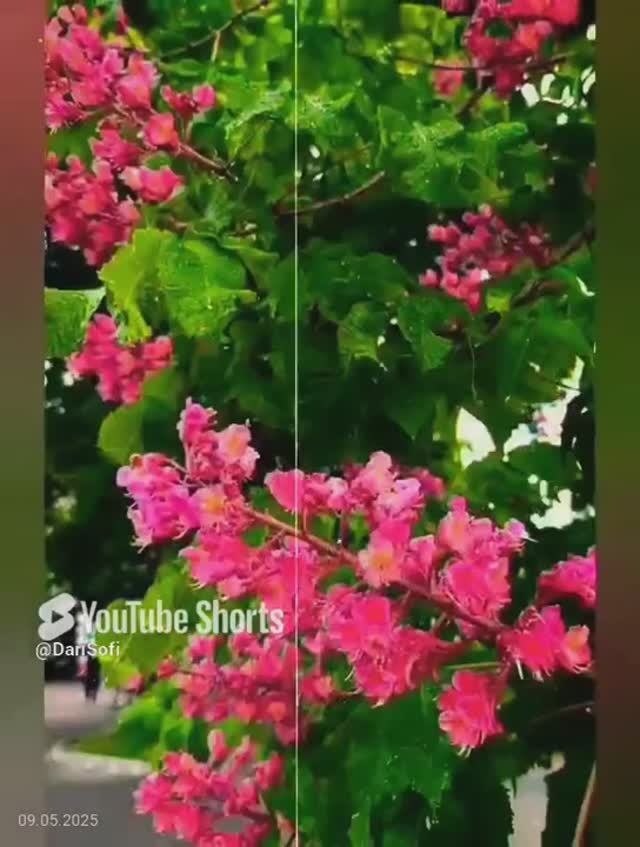 VID_20250509185027