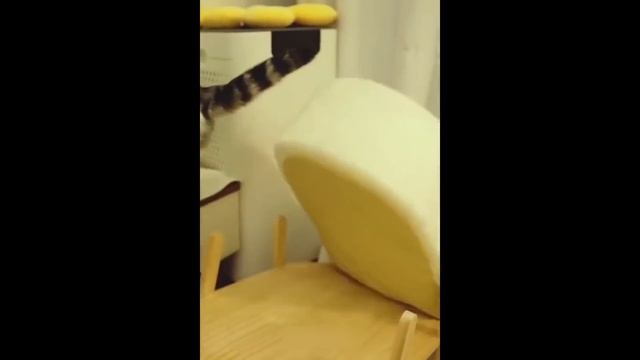 Приколы с котами! Смешные коты с ОЗВУЧКОЙ! СМЕШНЫЕ ЖИВОТНЫЕ 2022! Засмеялся проиграл – Доми шоу