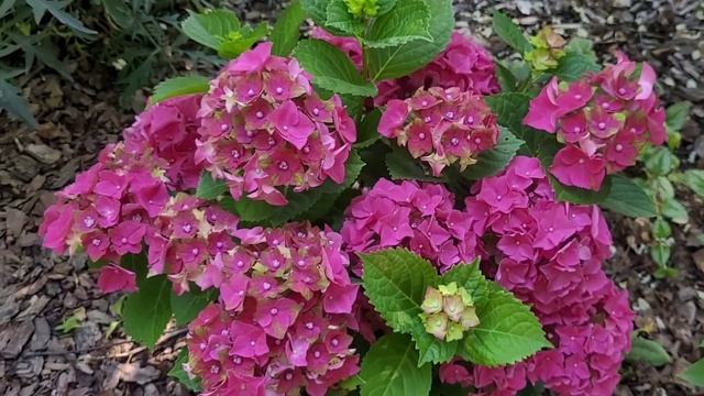 гортензия крупнолистная  Lady Mata Hari Pink (Леди Мата Хари Пи