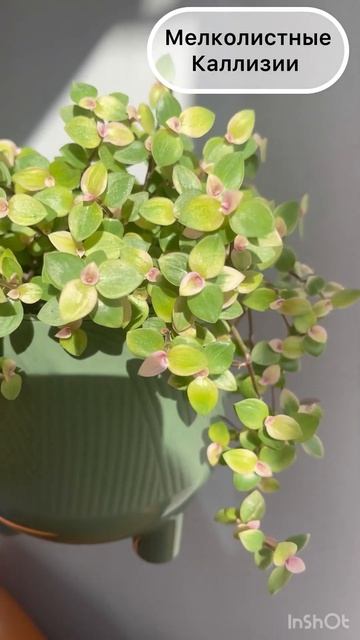Мелколистные каллизии #tradescantia #традесканция #комнатны