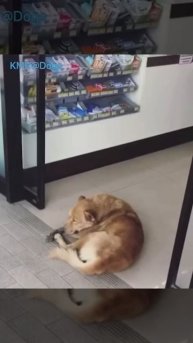 Двери с массажным эффектом😂 ( видео про собак )