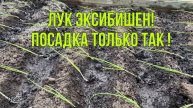 Посадка лука эксибишен в открытый грунт. Май 2025 год