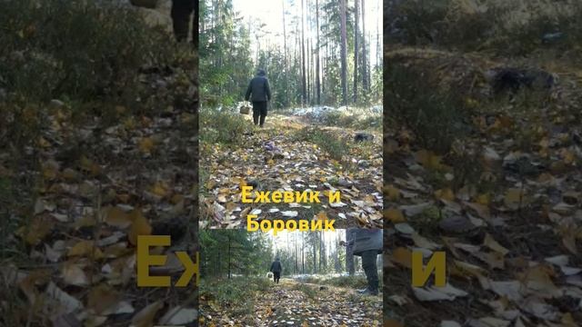 Часть2.Грибы ежовик и боровик.