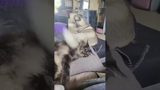 КОШКИ И СОБАКИ