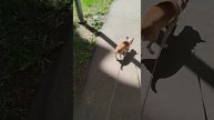 Сене очень идут одуванчики😁 красопет
