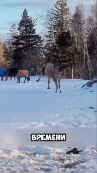 Новичок на ферме, которого не принимали 🐫😱 #животные