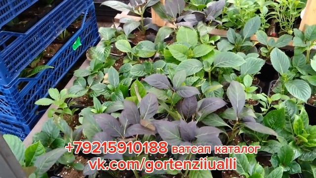 Обработка и обзор крупнолистных гортензий перед зимн?