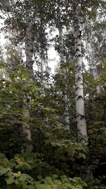 Березы.