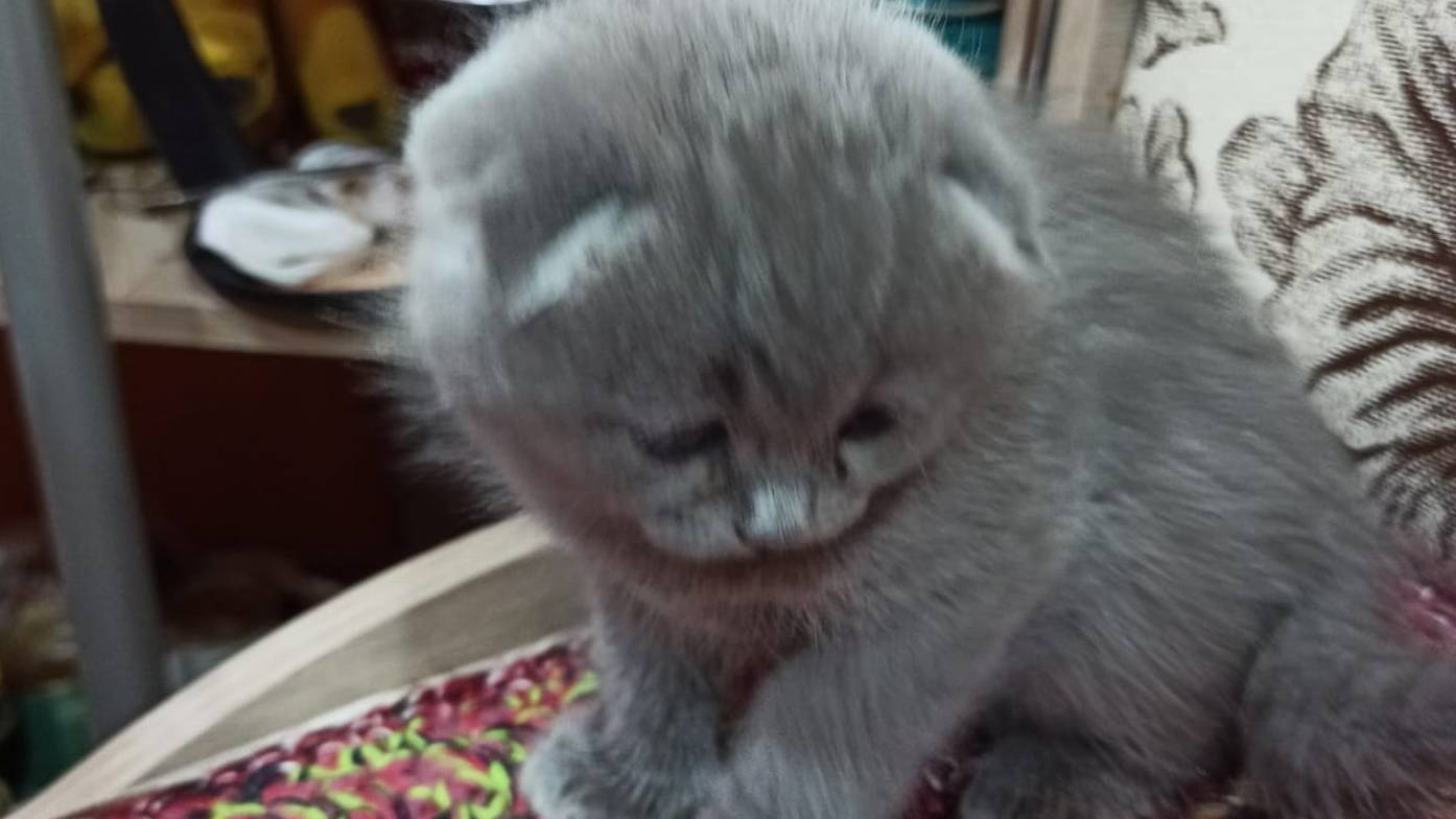 котята