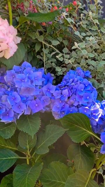 Королева 'Гортензия'! 💙💜