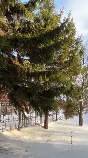 Елки возле дома моего #зима #snow #ели #новыйгод  #скороно?