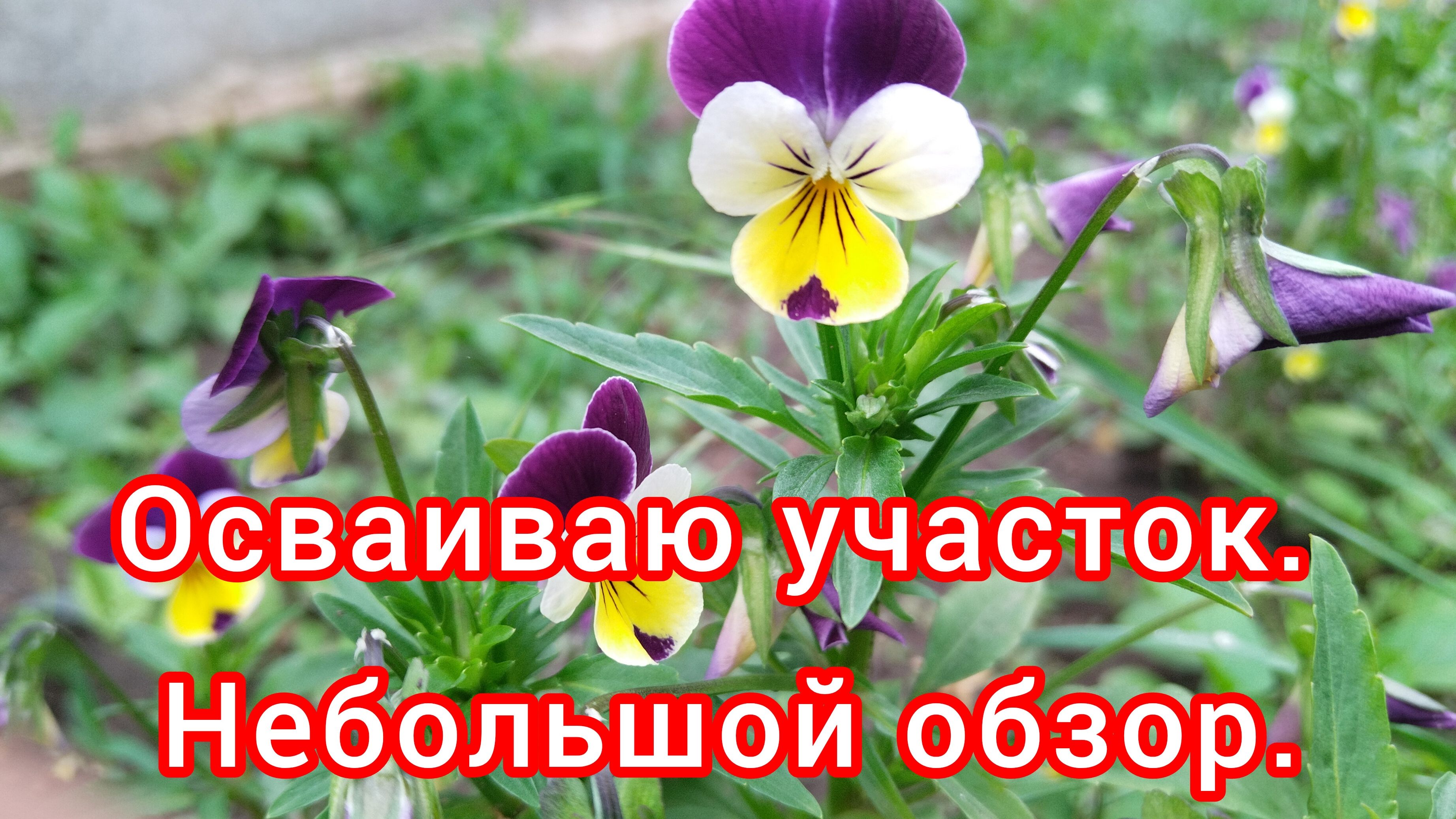 Осваиваю новый участок. Небольшой обзор посадок.Что еще в планах.