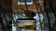 Воробей ест масло #воробей #кормушка #sparrow