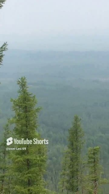 просторы тайги