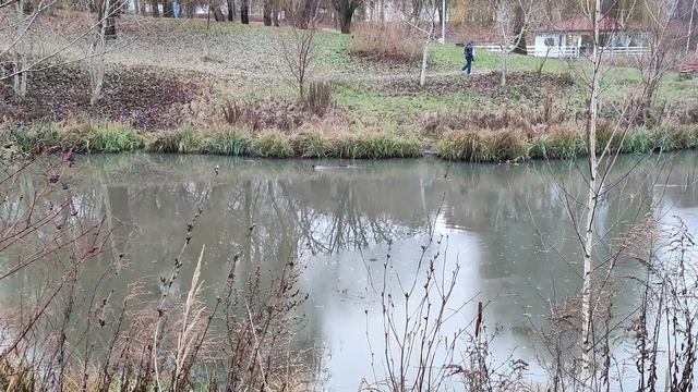 Астра та останній день осені.