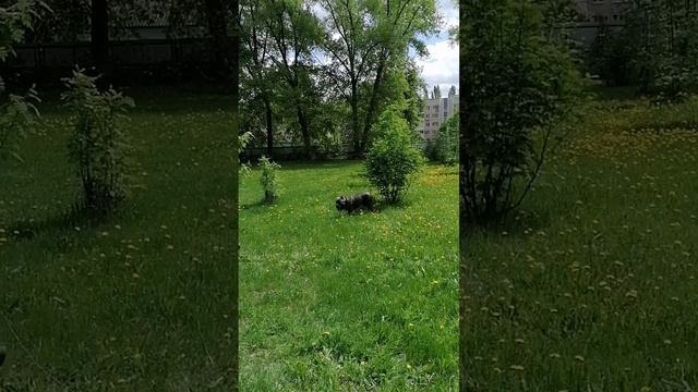 Тор