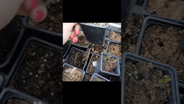 Изнанка работы в питомнике. 15.04.25г Алтайский край г.Бар