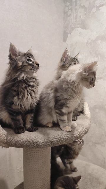 Норвежские лесные котята Василий, Великан и Удача, fashio