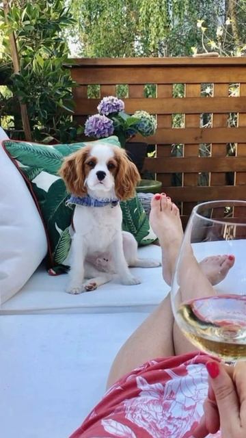 Кавалер Кинг Чарльз спаниель на отдыхе в отпуске 🌞🐶 Отличных майских выходных
