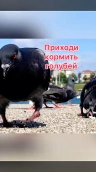 Москва 18/07/2020 - приходи с семками на Пушкинскую площадь