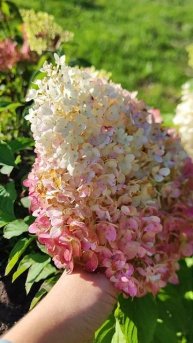 "Strawberry Blossom" (Стробери Блоссом)