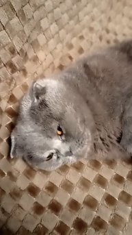 У меня есть телеграм канал сылка в описании канала
