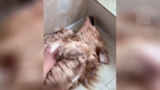 Приколы с котами! Смешные коты с ОЗВУЧКОЙ! СМЕШНЫЕ ЖИВОТНЫЕ 2022! Ржака до слез – Доми шоу