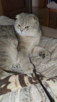 Микис. Игровой режим.