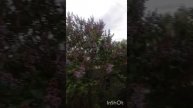 С добрый вечер моё видео красота какая на улице!!! от 09.05.2025
