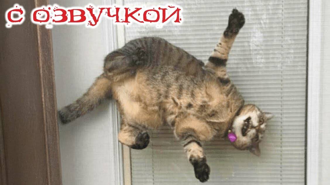 Когда коты смешнее тебя – обидно, но факт
