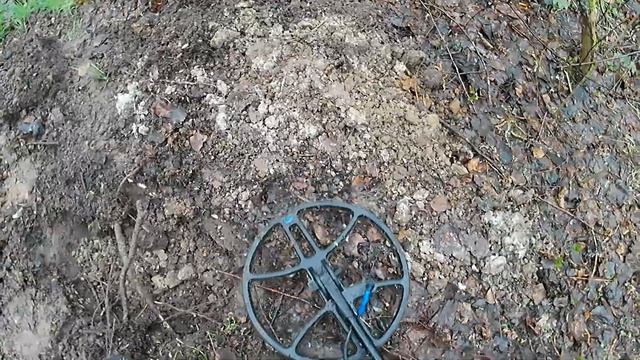 нашел монетку в лесу под березой