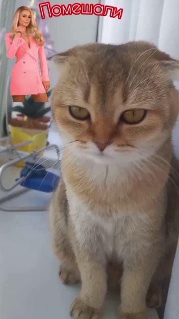 Помешала