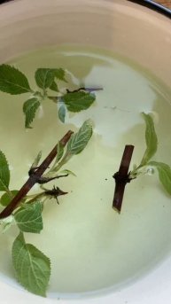 Комбинированное #черенкование🌿 приживаемость 💯 #hydra