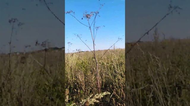 Охота на борщевика часть 2