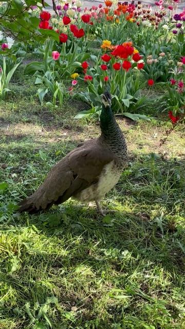 Самка павлина в саду #цветы #garden #растения